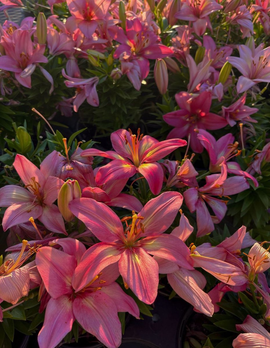 1leio's tweet image. 