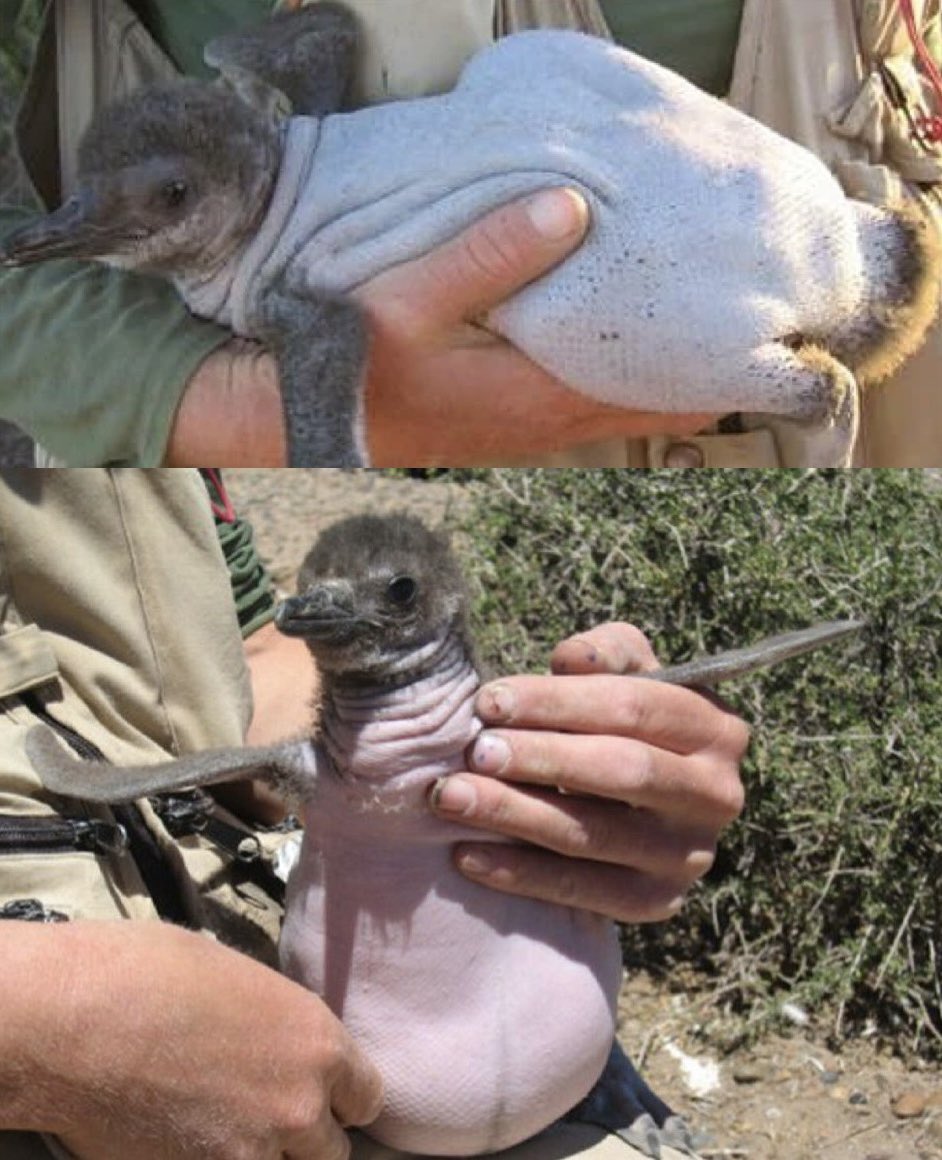 Ever see a featherless Magellanic penguin? Now you have.

Legend has it that he is posing as a chud online as we speak…