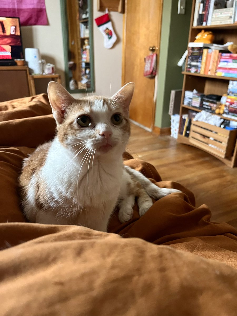 franzkatka's tweet image. my beautiful pigeon