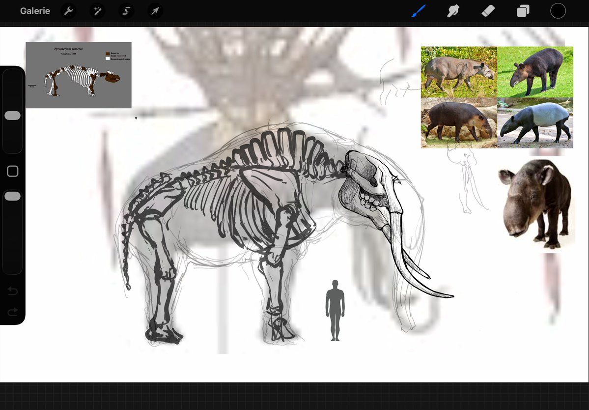 Svardeka's tweet image. What if the mummakil wasn’t a proboscidean ?

Inspired by the likes of Granastrapotherium. One branch of Meridiungulata grew enormous

I can’t find it, but a while ago I saw a discussion about the fact mummakil only have 3 visible digits, which hints at a different ancestry