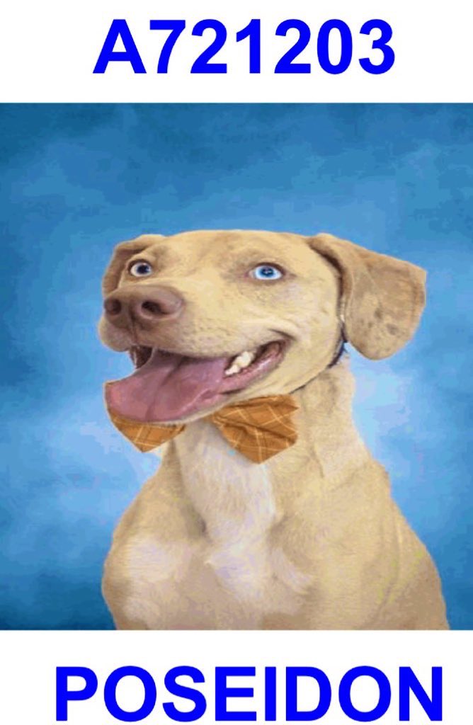 _taysmyoxygen1d's tweet image. 🆘 7.6 YO #CATAHOULA DOG RETURNED BY OWNER CAN BE KILLED STARTING 1.18 BY #SANANTONIO ACS #TEXAS‼️ 

POSEIDON 🩵#A721203 N, 53lb
⚠️OS for being reactive toward baby in home (growling, lunging &amp;amp; snapping) Reportedly social w older children,house trained, knows sit, paw &amp;amp; lay