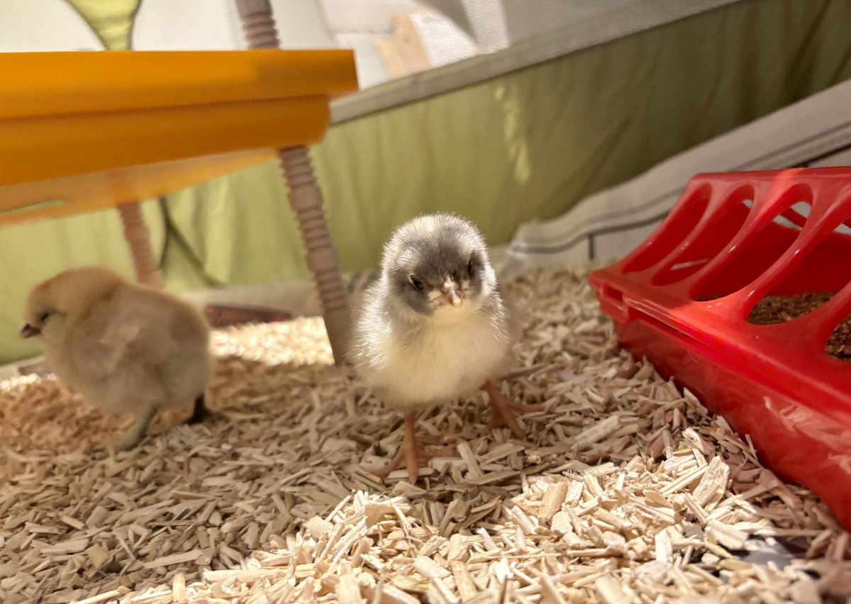 Gentleman farmer era