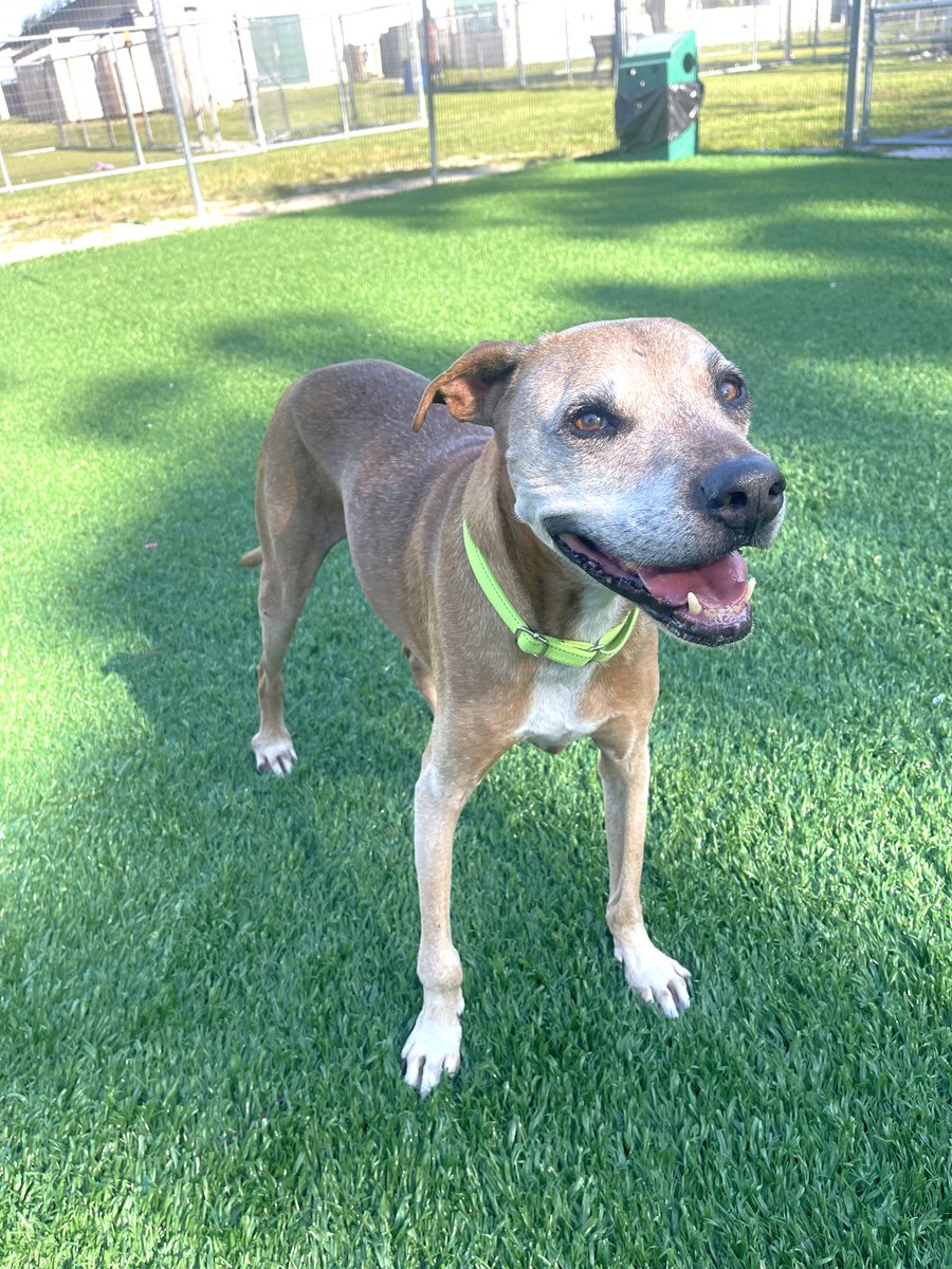 CollierCountyDAS tweet media