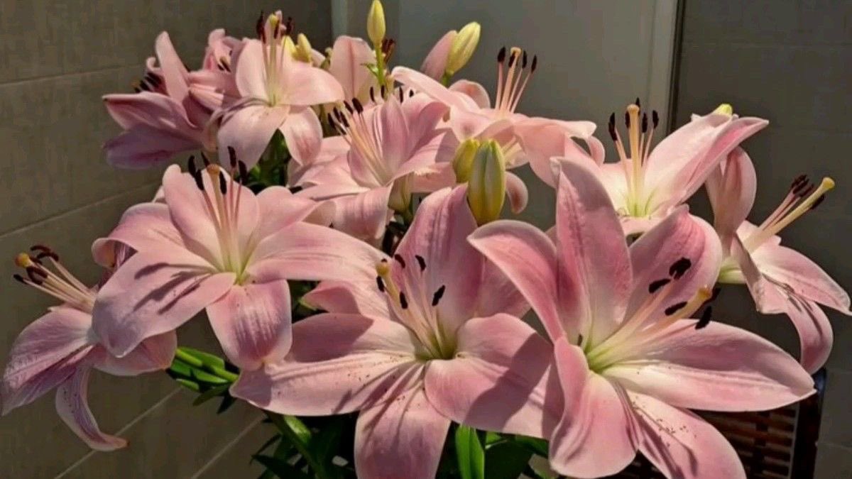 i3Moment's tweet image. Lilies