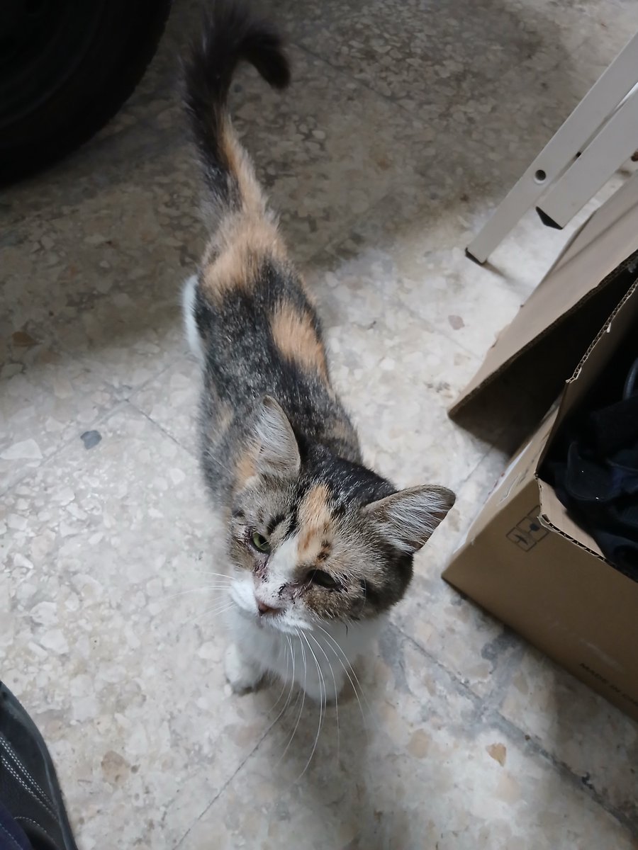 Felinarium_'s tweet photo. Cuando llego a casa dejo que Quinoa se de una vuelta por el garaje para estirar las patitas y para supurrvisar mi entrenamiento (y/o las tareas logísticas que realizo allá abajo).

#Supurrvisora #Gata #Tricolor 😻 https://t.co/4E6nWFXjAW