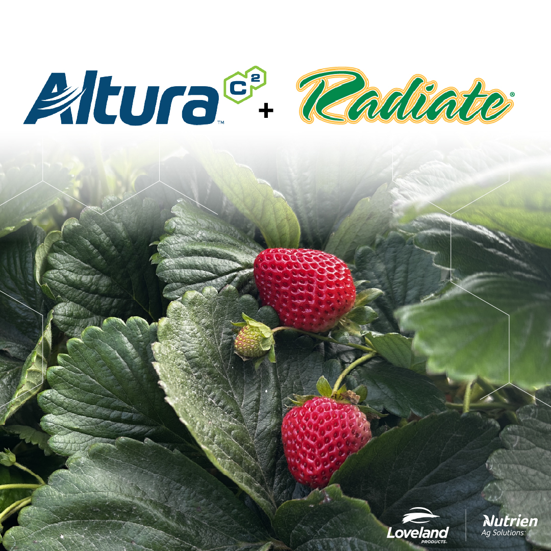 🍓 Set your strawberries up for success this season! Boost growth with Altura and reduce transplant shock with Radiate—proven tech for better yield and quality.
Talk to your local Nutrien Ag Solutions Crop Consultant to learn more.
#Strawberries #Altura #Radiate #LovelandProducts