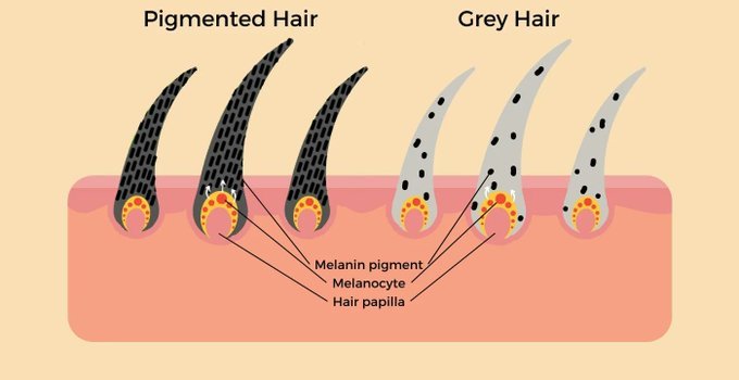 Grey hair isn’t aging.

It’s a warning sign.

1 in 4 people go grey before 30.

And the beauty industry knows why… but they won’t tell you.

Here’s the truth (and how to reverse it naturally): 🧵