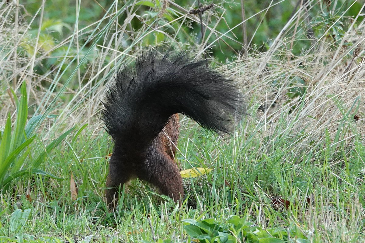 Zoeken, verzamelen en verstoppen. Onze picknickweide wordt voorraadkast van familie eekhoorn.