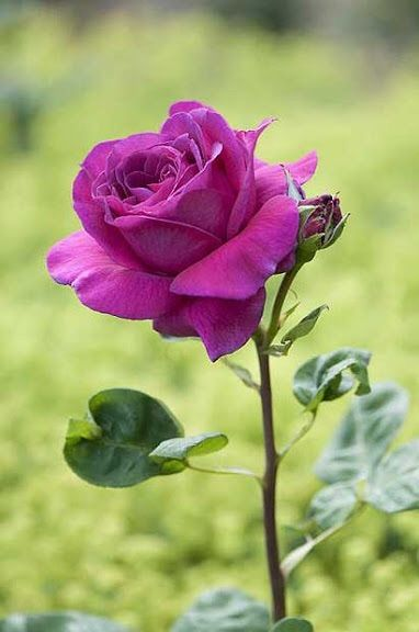 🎶 You are the reason I believe in love.
#Photography #Flowers #Rose #rose