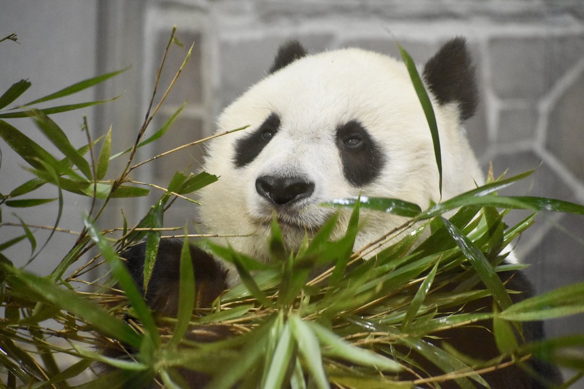 「2021年9月16日」

9月16日は自分達夫婦を神戸に導いてくれた大恩人(🐼)のお誕生日🎂です

「タンタンさんおめでとうございます🙏」
9月16日、1度だけタンタンさんに会いにころころさんと神戸を訪れました
2021年もう4年にもなるのですね
そうか…4年かぁ
あの時4年後の事など想像も出来ませんでした