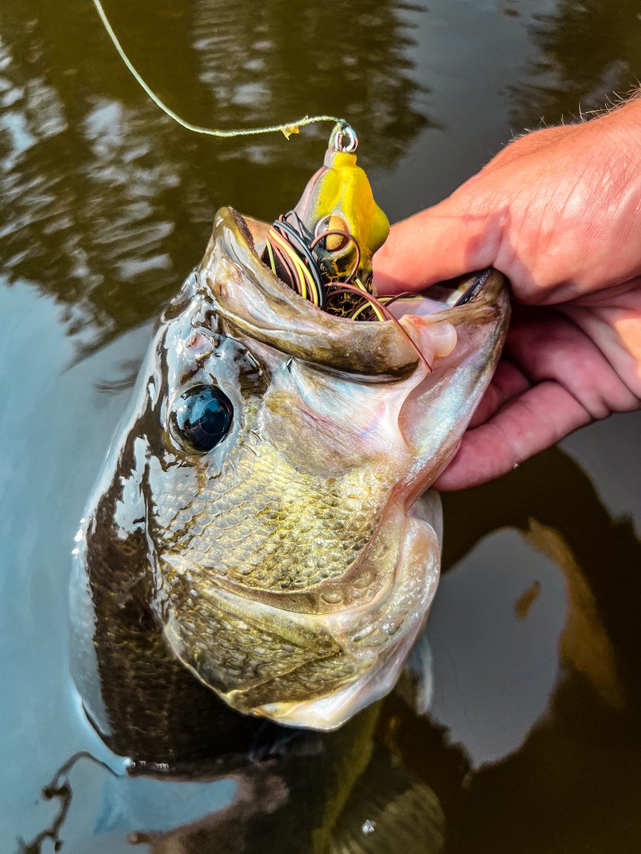 FishLabTackle's tweet image. Big Congratulations to Ryan Jones of Vermont and Israel Perez of California on winning a set of the new Rattle Toad Pro frogs in this months FishLab Giveaway contest. 

Thank you to all who entered!  Stay tuned for more fun giveaways and specials. 

#FishLab
#RattleToadPro
