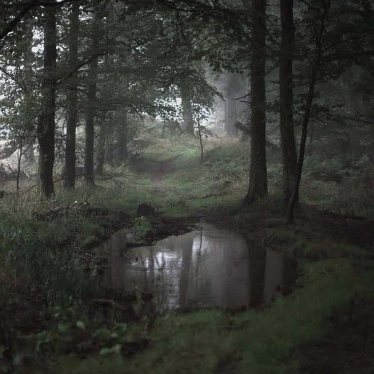 gIoomyweather's tweet image. foggy forest.