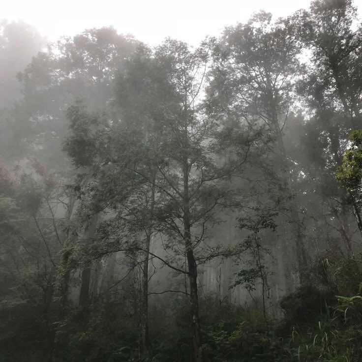 gIoomyweather's tweet image. foggy forest.
