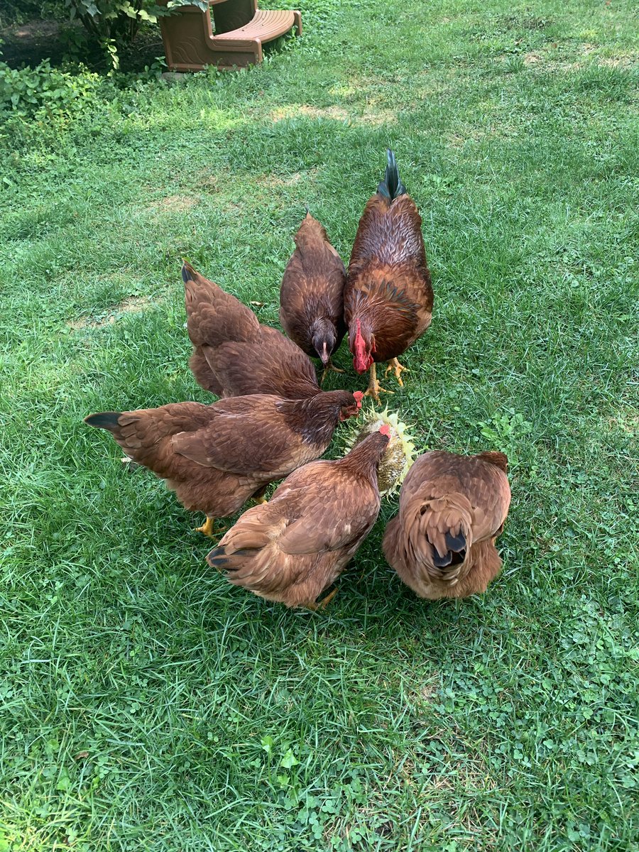 We have eggs!!  
This is really exciting to see, our first eggs 🥰