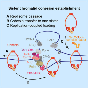 Molecular Cell tweet media