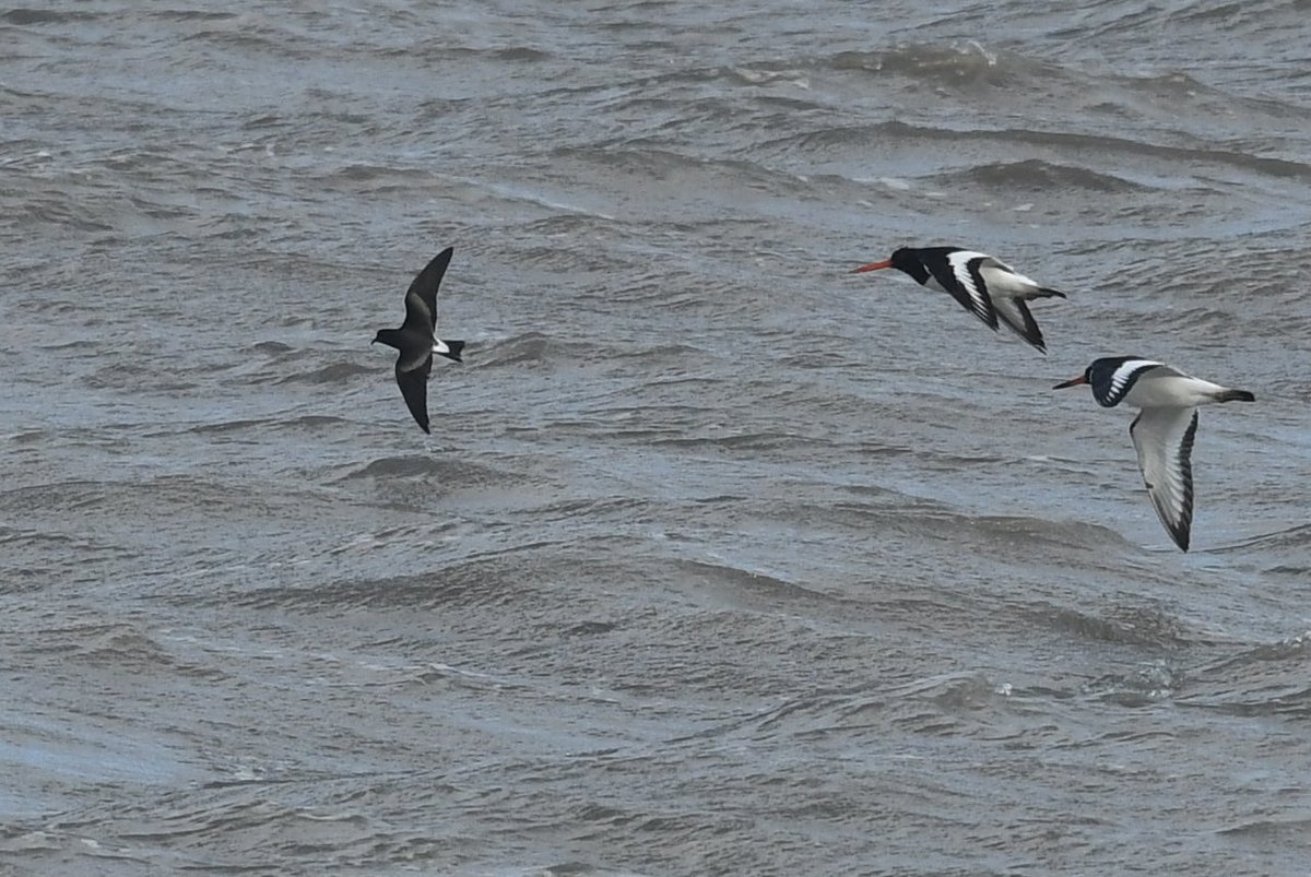 Chris Edley Generic Northerner tweet media