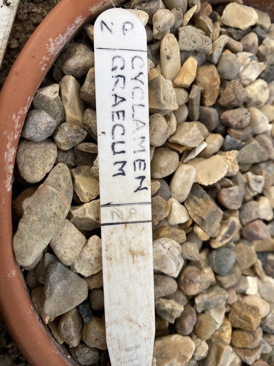 Cyclamen graecum looking lovely in the alpine house, I think this may have originally come from Ray Cobb, anyone recognise the label? #fairviewyearround