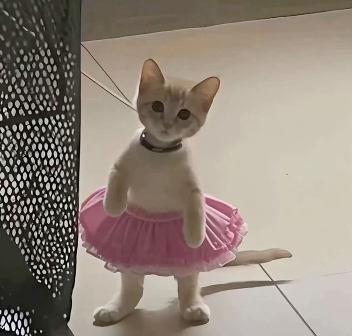 Cats for Happiness. (@joyfullcat) on Twitter photo 