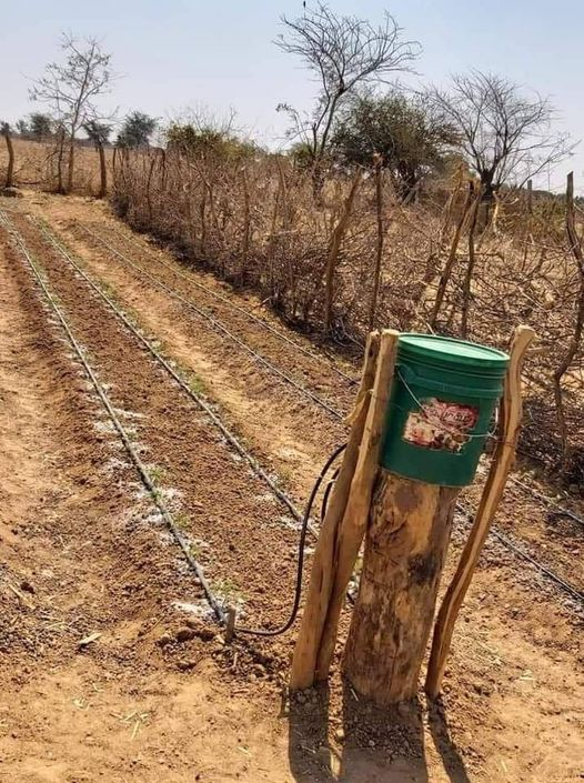 Small-scale Bucket Drip Irrigation System:
✅2 drip lines,  15-30 m each
✅20L bucket, 1m stand
✅2-4 buckets of water per day and can irrigate 100-200 plants with an inter-row spacing of 30 cm