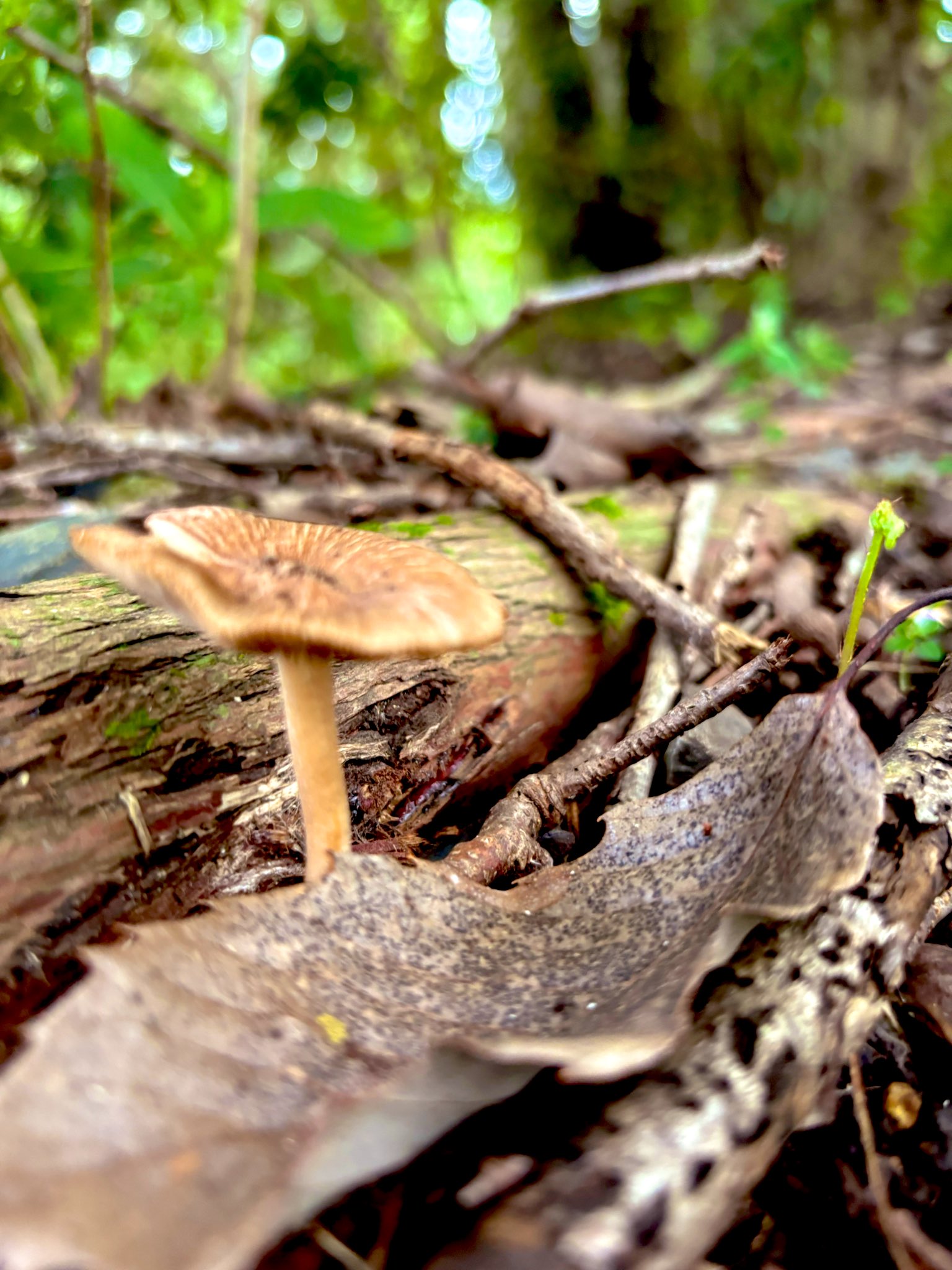 社会不適合者 - Search / X