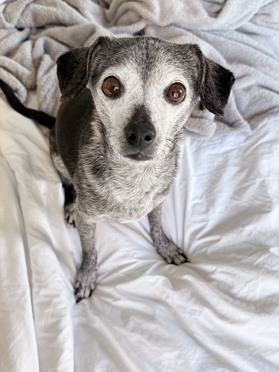 Toby the dog tweet media