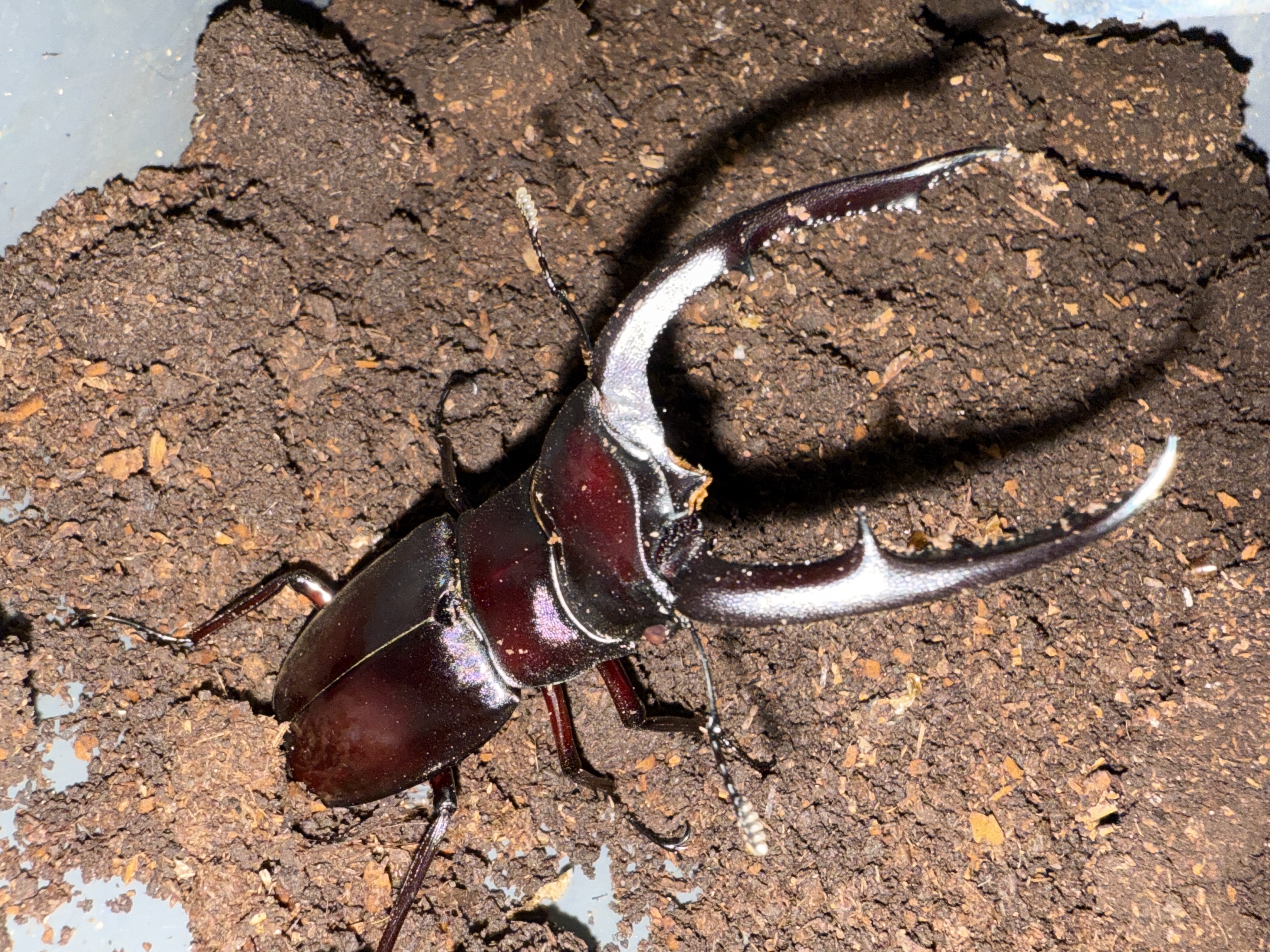 Haviel様　ビースト　産　子株 120862477_o13.jpg?