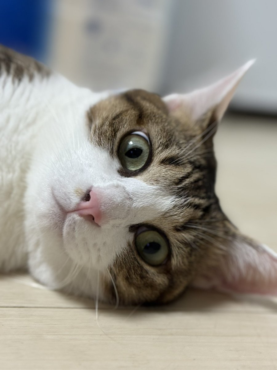 猫顔