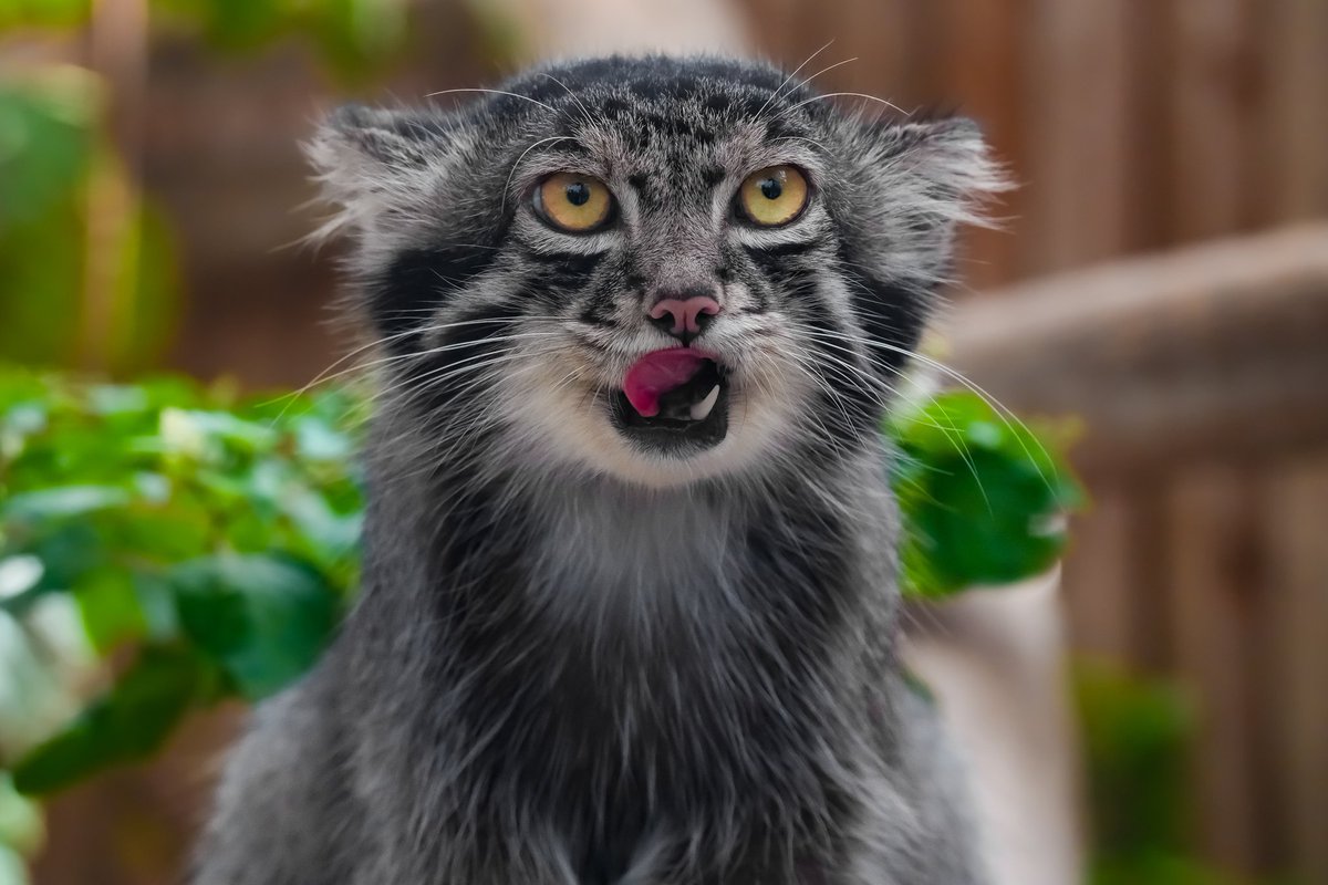 あっちをペロペロ、こっちをペロペロ

#マヌルネコ
#pallasscat
#pallascat
#manul
#神戸どうぶつ王国