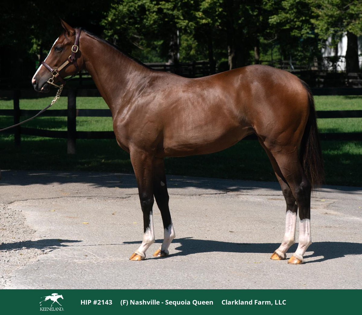WinStarFarm's tweet image. Hip 2143 by #FirstCrop sire, NASHVILLE, is #NASHVILLEHot 🔥 as she sells for $100,000 at the @KeenelandSales September Sale!

Congratulations to buyer J.S. Company, Limited!