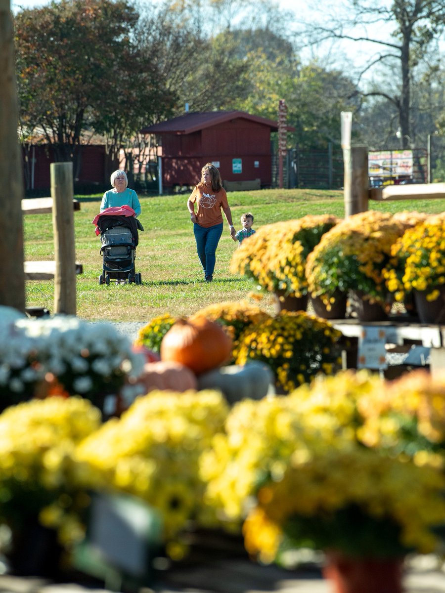 🍂 Our farm market is overflowing with fall favorites! 🎃 Pumpkins, mums, baked goods, and more are ready to fill your home with cozy autumn vibes. Stop by this week and shop local!

Market Hours:
Monday – Friday: 9 am – 6 pm
Saturday: 10 am – 7 pm
Sunday: 10 am – 6 p