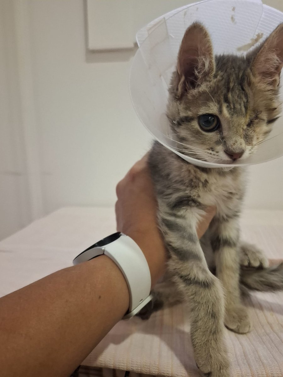 Bu minnoşa burdan bir yuva çıkmayacağına emin olsam da, paylaşalım bakalım..
Yeri #Ankara
Bu üzgün bebiş erkek ve 2 aylık. Operasyon geçirdi, tek gözü yok. Sokaktan geldi, sokağa dönmesin istiyoruz ama.. 
Hayat..
#engellicanlaraöncelik