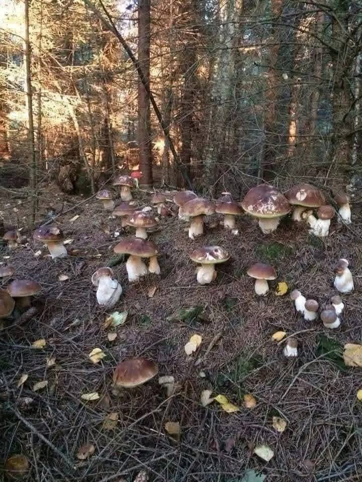 Пошел грибы собирать,а там...