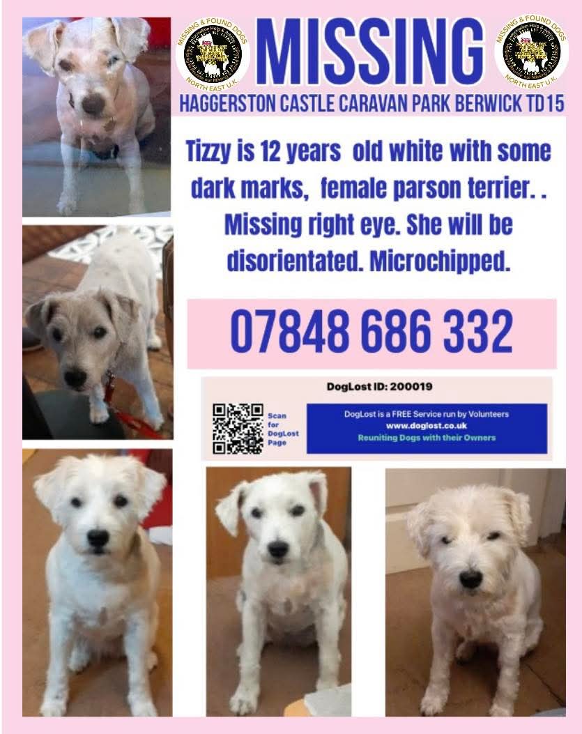 💔 #seniordogalert Kizzy, 12 years old, is still missing.  She's been  out in the horrendous weather over the weekend💔

Please share to help find Tizzy for her elderly owners

doglost.co.uk/dog/200019

Link to owners / owner's daughter post on FB page helping to find Tizzy can be