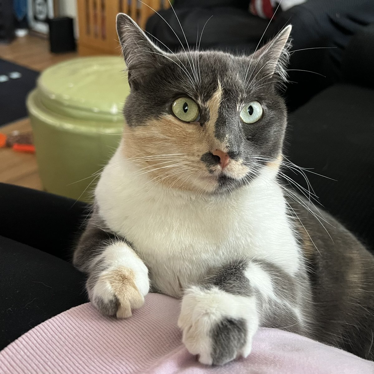 There needs to be more diluted calico merch. #kampinkelthoughts #dilutedcalico #merch #cats