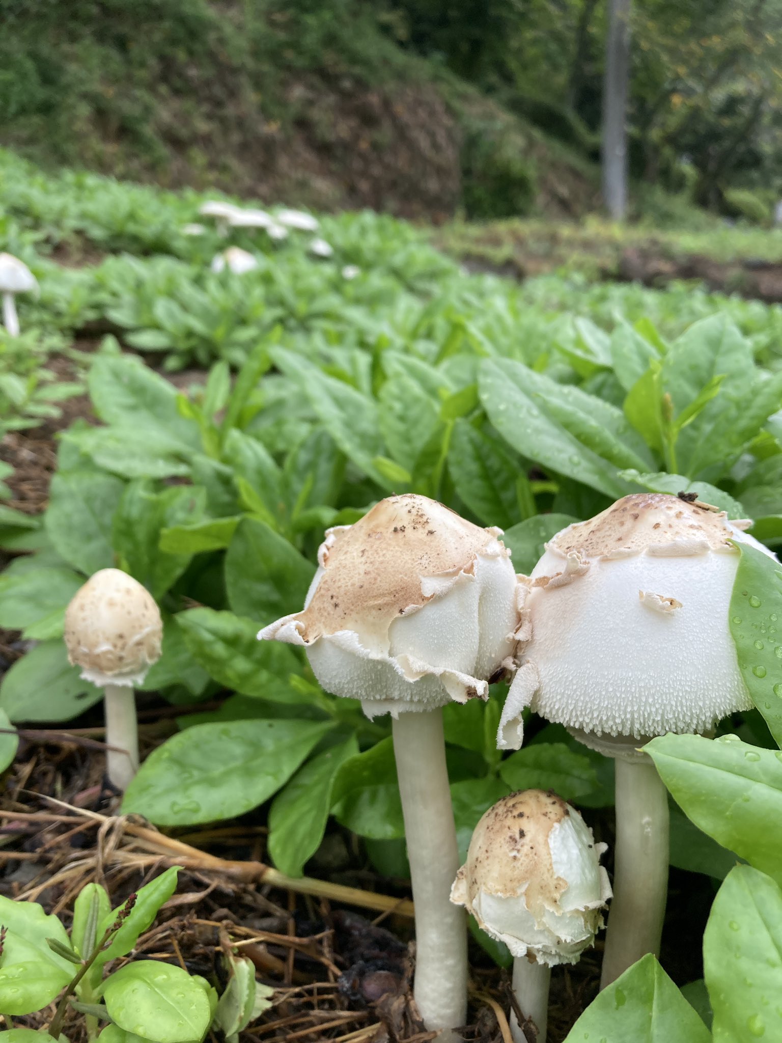 きのこはむ Verpa conica (Verpa conica) - Picture Mushroom
