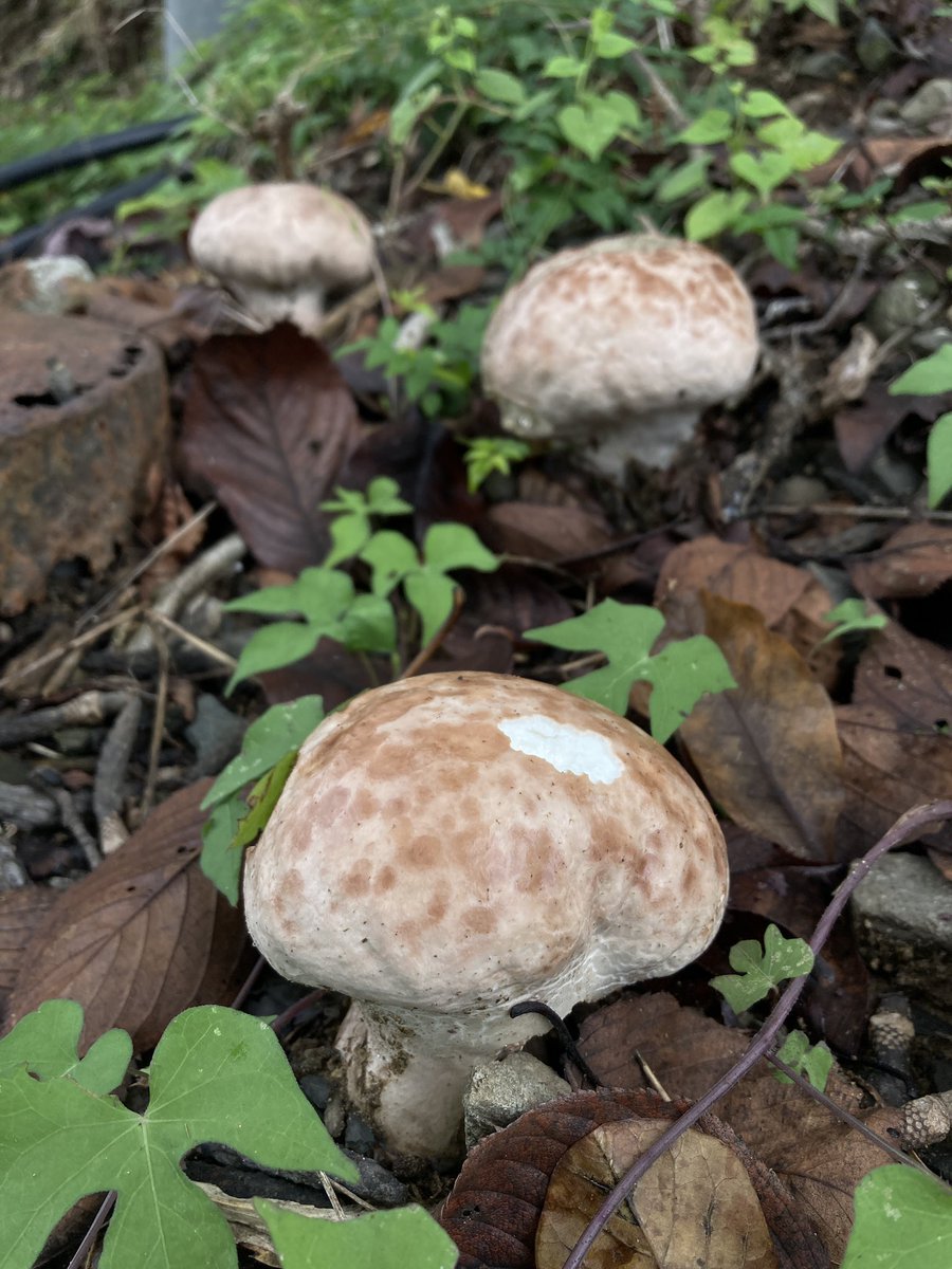 きのこはむ 明治 きのこの山ポケットパック 32g x10の通販｜カウネット