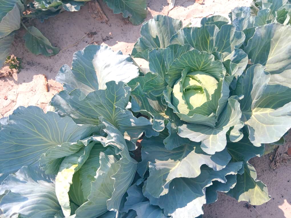 Hi guys please rt my client might be on your TL. we have a field of cabbages in Okongo, healthy, delicious big cabbages, we can deliver nation wide for bulk orders