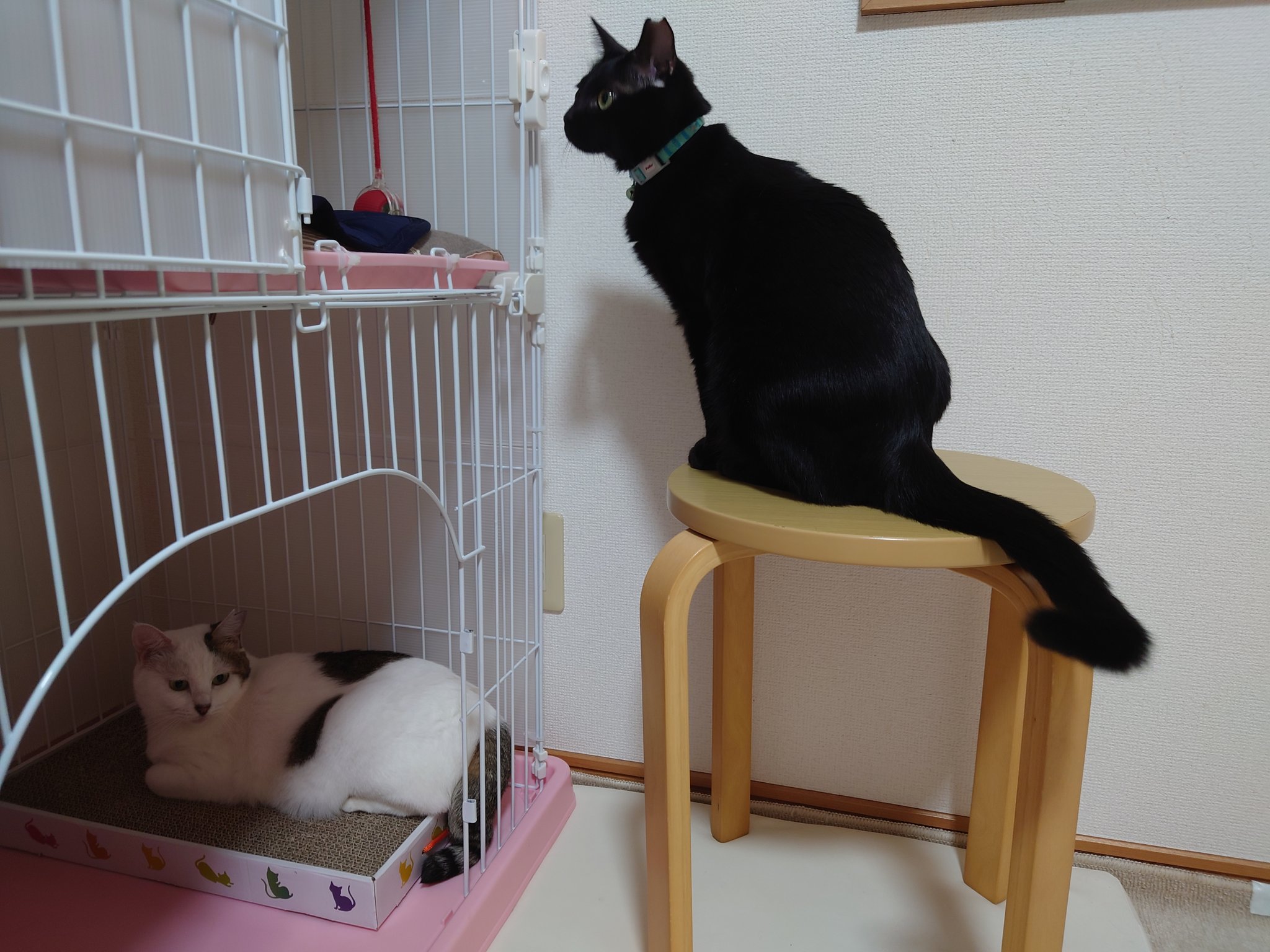 黒猫ミント様 黒猫 | しあわせにゃんこのブログ