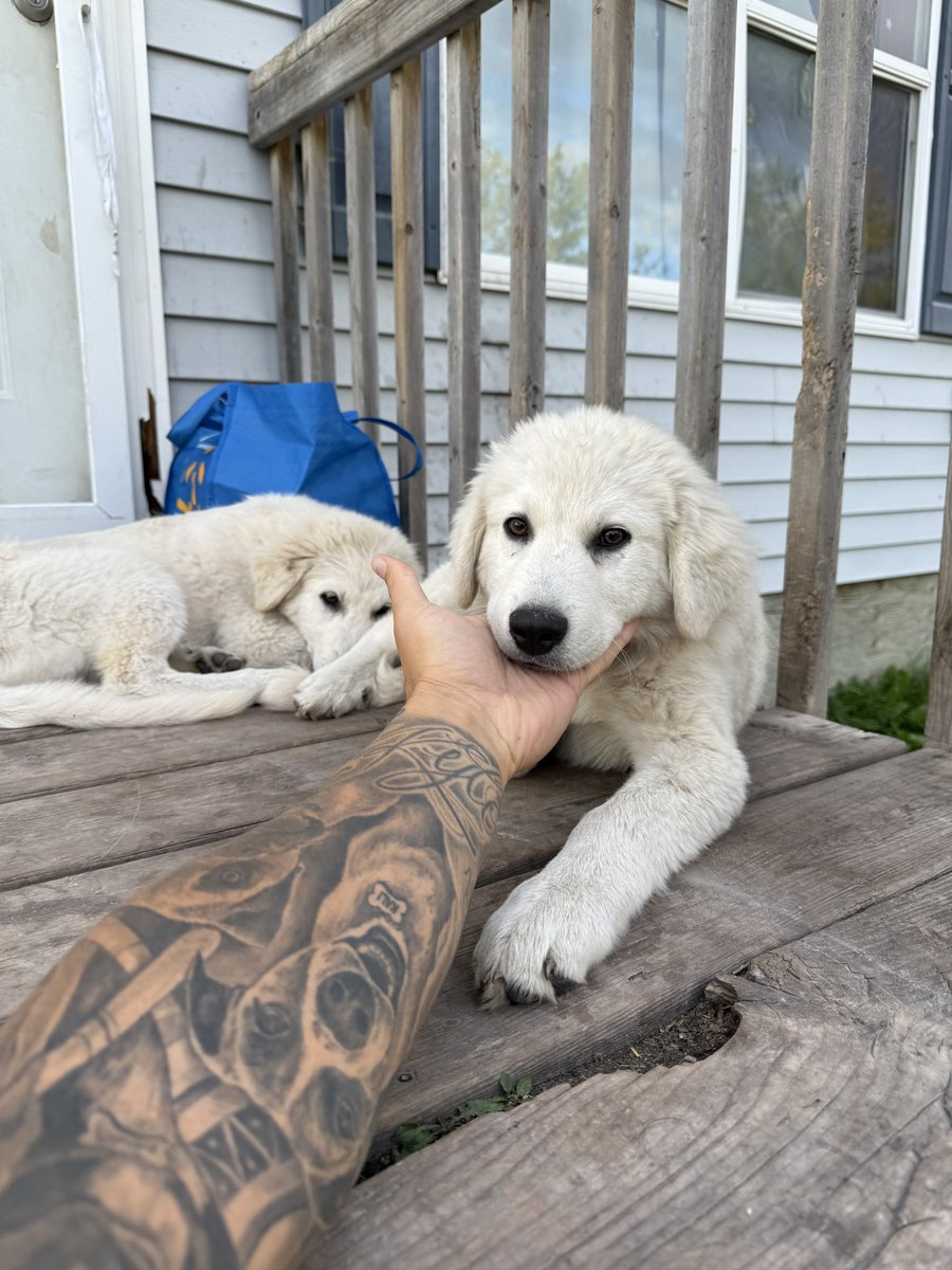 Spent the day off driving up north to rescue dogs in need. 36 lives were saved! 👏🏽❤️🐶

#VoiceForTheVoiceless #DogRescue #NorthernManitoba