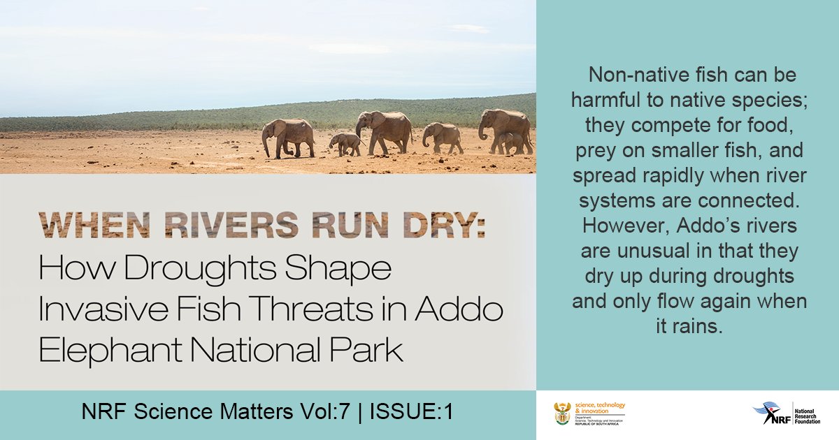 NRF_News's tweet image. #NRFScienceMatters | Freshwater fish are among the most threatened animals globally. 

A research study funded by the NRF investigated how long-term droughts and floods in Addo Elephant National Park influenced the spread of non-native fish species: nrf.ac.za/science-matter…
