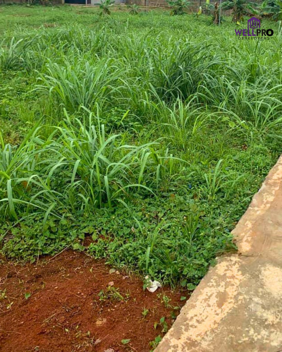 wellprodevelop1's tweet image. FOR SALE 🏡
Plots (800sqm, 900sqm &amp;amp; 1,000sqm) at Osborne Foreshore 1, Ikoyi
💰 ₦2.5M per sqm | 📑 Lagos C of O

📞 Wellpro Developers: 08185520099 | 08185570099
#roasted #hildabaci
#Trending #search #Realestate #realtors #lagos