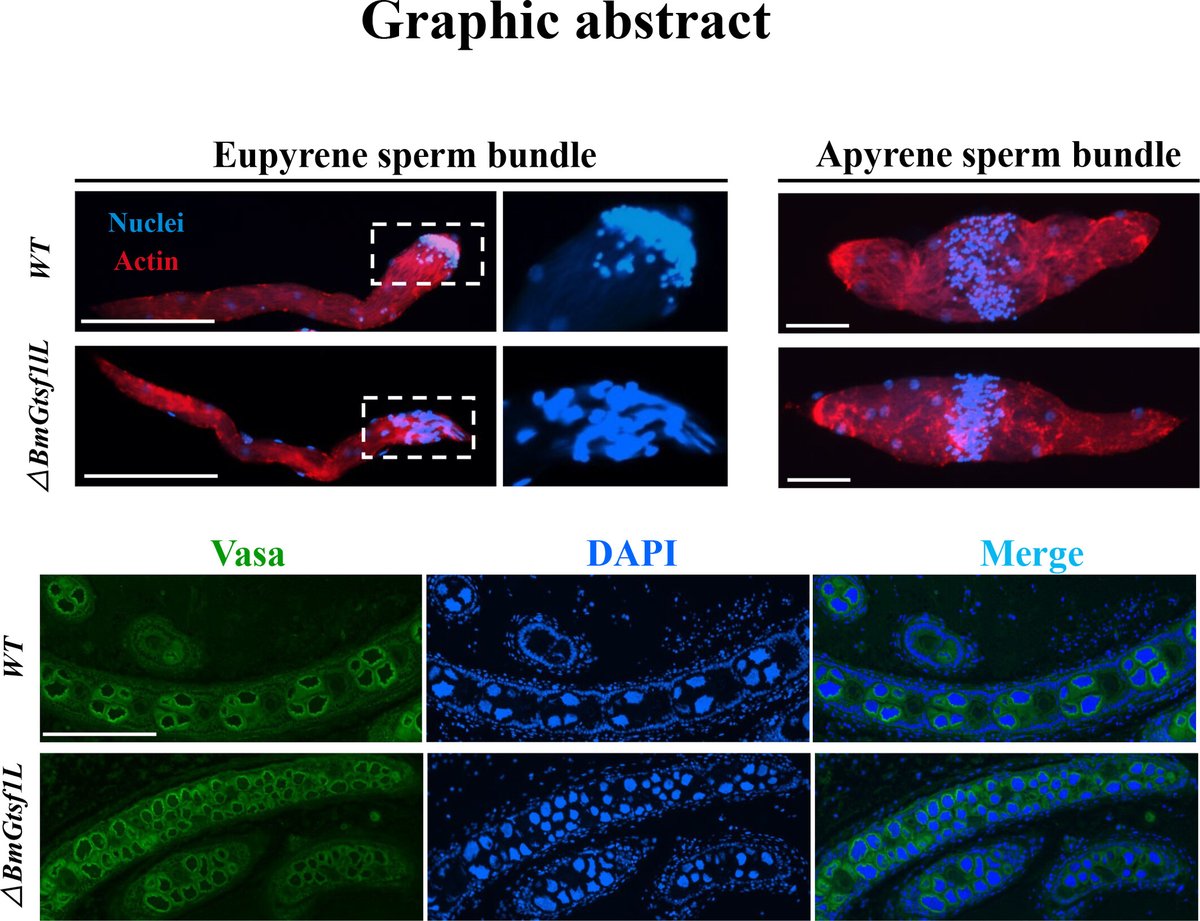 Insect Molecular Biology tweet media