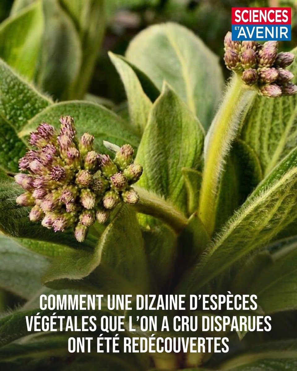 Sauvetages in extrémis en milieu botanique
👉 l.sciencesetavenir.fr/Nvj