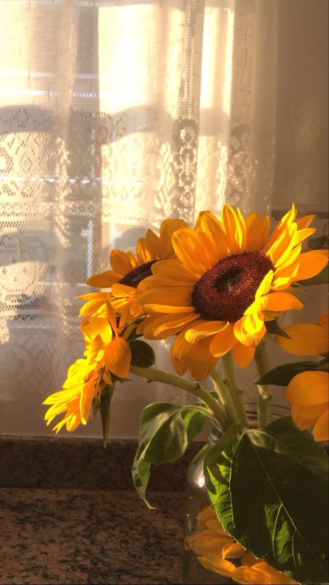 sunflowerchives's tweet photo. They make me happy https://t.co/1zauv6t5dd