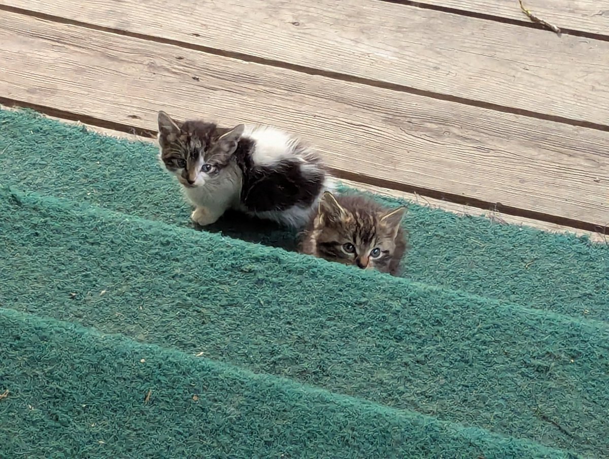 JasozzGames's tweet image. Two days left until CULTIC: Chapter Two launches!

I was gonna share another game screenshot but these two kittens were on our porch this morning and that seemed fitting for the theme of twos!

Wishlist and check out the 2.0 update on Steam now!