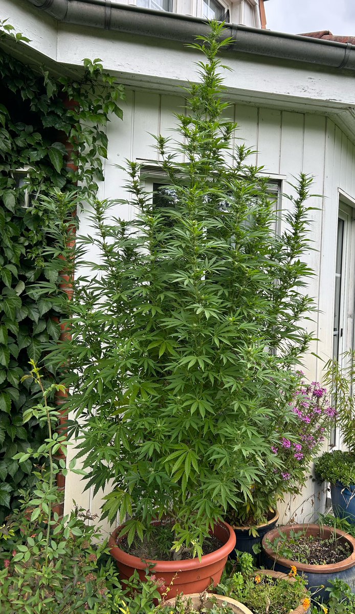 Meine andere Freiland-Dame „Gartenglück F1“ von Linda Seeds