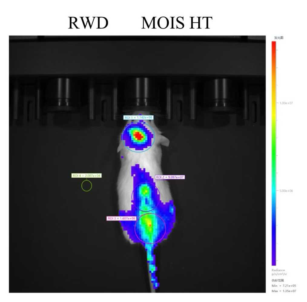 RWD small animal in vivo imaging system applied in rat model hepatic tumor in situ &amp; hematologic malignancies.

Welcome to contact RWD or our Europe distributor for free demo.

RWD Life Science
rwdstco.com