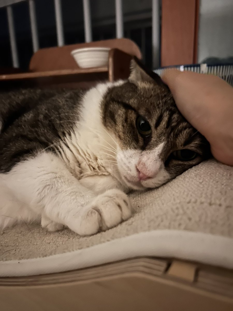 밖에서 고양이인지 사람인지 우는 소리 나서 누구인 거 같냐 했더니 납작도 모르겠다 함 바보 자기도 고양이면서