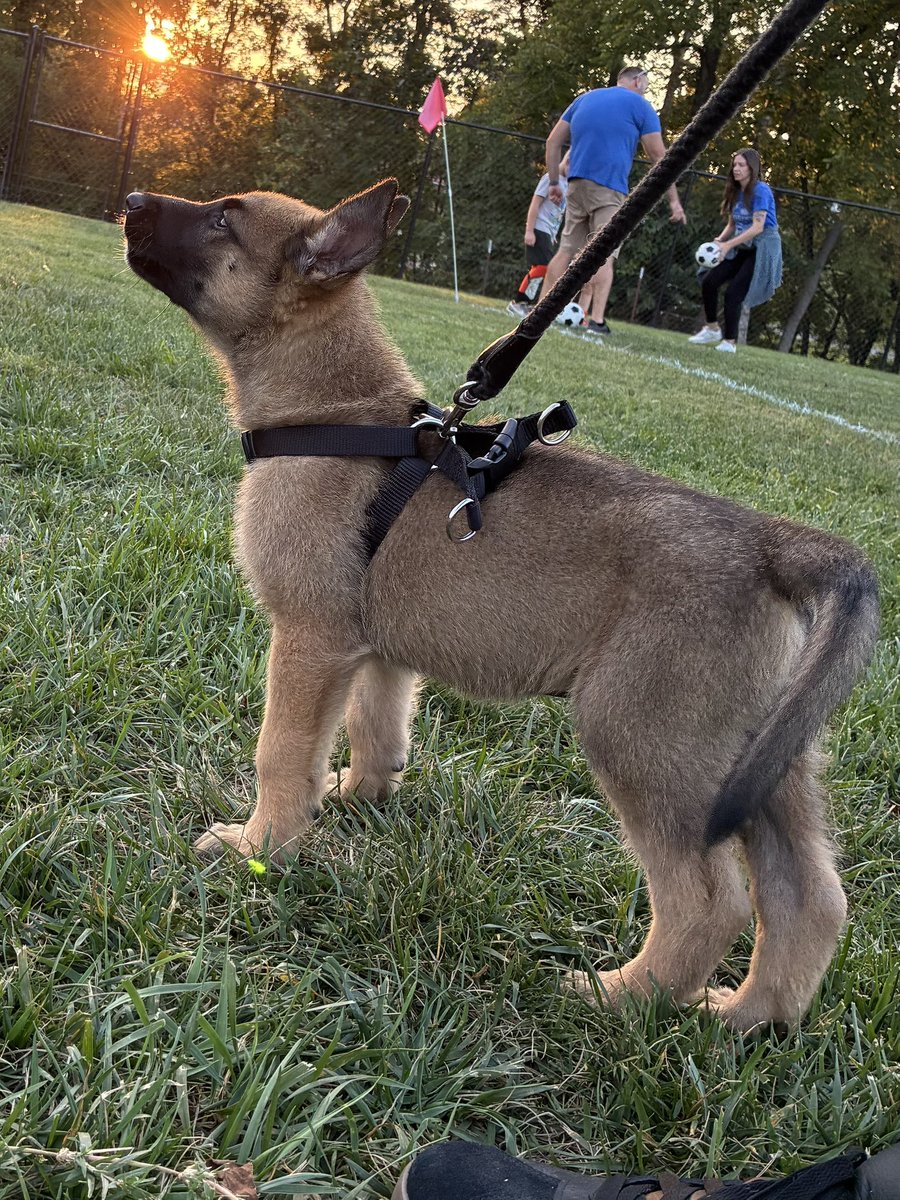 My half Shepherd half Malinois boy 💙💙💙