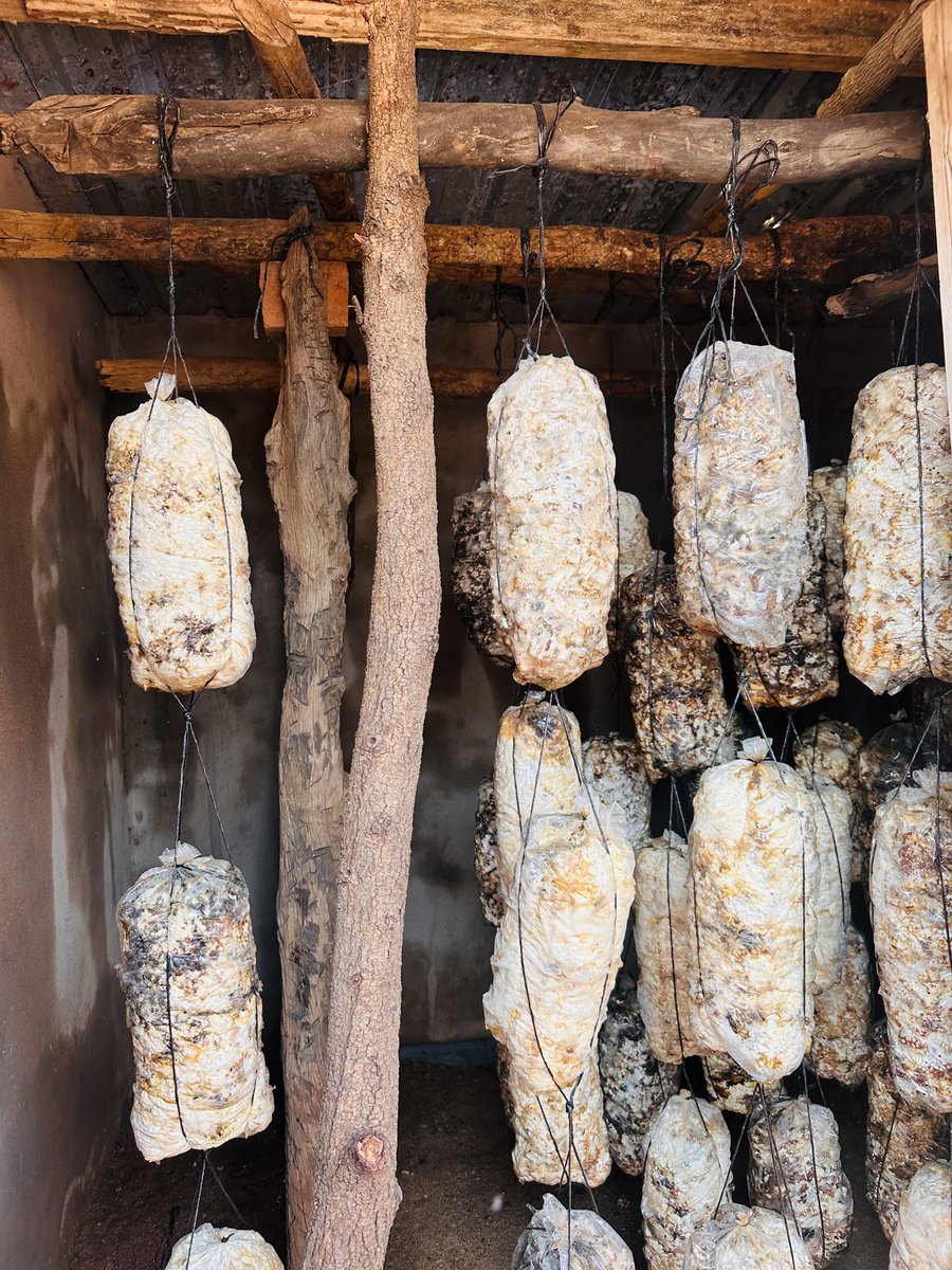 Food and Nutrition Council Zimbabwe tweet media